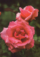 FLOWERS Vintage Postcard CPSM #PAS152.GB - Blumen