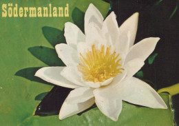 FLOWERS Vintage Postcard CPSM #PAR250.GB - Blumen