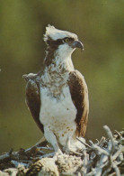 OISEAU Animaux Vintage Carte Postale CPSM #PBR490.FR - Uccelli