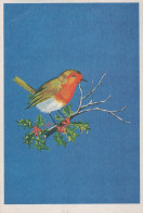 UCCELLO Animale Vintage Cartolina CPSM #PAN054.IT - Vogels