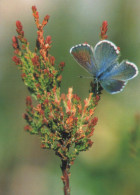 BUTTERFLIES Vintage Postcard CPSM #PBZ923.GB - Mariposas