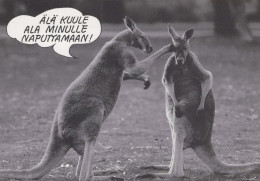 KANGAROO Animals Vintage Postcard CPSM #PBS929.GB - Other & Unclassified