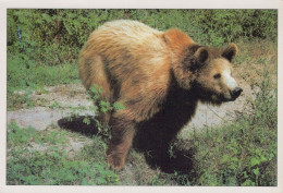 BEAR Animals Vintage Postcard CPSM #PBS340.GB - Orsi