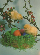 EASTER CHICKEN EGG Vintage Postcard CPSM #PBO727.GB - Pâques