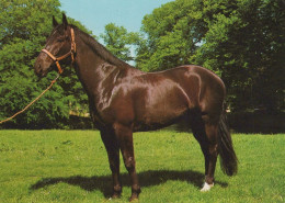 CAVALLO Animale Vintage Cartolina CPSM #PBR877.IT - Caballos