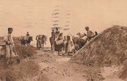 PE 10-(17) ILE DE RE - CHARROI DU SEL - TRANSPORT A DOS DE CHEVAL - 2 SCANS - Ile De Ré