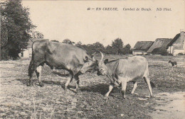 PE 24 -(23) EN CREUSE - COMBAT DE BOEUFS - PRISE DE CORNES - 2 SCANS  - Breeding