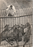 PE 26 - ZOO JEAN RICHARD ( ERMENONVILLE ) - TIGRES DE BOUGLIONE - DRESSEUR - 2 SCANS - Tigers