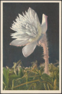 Anemone Vernalis, C.1930s - Edition Stehli CPA - Bloemen