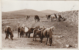 OP Nw34- DARTMOOR ( ENGLAND ) - PONIES - PONEYS - 2 SCANS - Autres & Non Classés