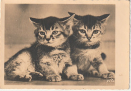 OP Nw36- COUPLE DE CHATONS - PHOT. YLLA ( CAMILLA KOFFLER ) - Cats