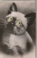 OP Nw35- LOT DE 8 CARTES A SYSTEME , SONORES ( POUET POUET ) - ANIMAUX : CHATONS , POUSSINS , OISEAUX , CHIOT - Met Mechanische Systemen