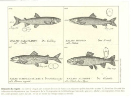 Cpm Carte Archives 1er Jour D'Emission - Poisson, Le Saumon  ( Tirage Limité )  (PHIL) - Autres & Non Classés