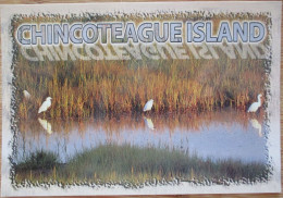 CANADA VA CHINCOTEAGUE ISLAND BIRDS PARADISE POSTCARD CARD CARTE POSTALE ANSICHTSKARTE POSTKARTE CARTOLINA - Granby