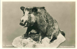 225  Pelz Und Jagd-Ausstellung Leipzig 1930. Keiler - Tursker Boar. Fur And Hunt Exhibition Chasse Sanglier Wildwschwein - Maiali