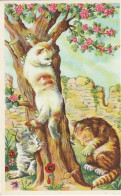 QU 9- FRATRIE DE CHATS JOUANT A " CHAT PERCHE " SUR UN ARBRE  - 2 SCANS - Katzen