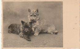 QU 9- COUPLE DE CHIOTS CAIRNS TERRIERS - 2 SCANS - Chiens