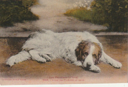 RE 18 - LES PYRENEES  - CHIEN DES PYRENEES AU REPOS - 2 SCANS - Dogs