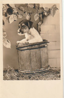 RE 18 - CARTE PHOTO D' UN CHIOT DANS UN FUT   - 2 SCANS - Chiens