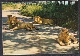 Lions Safari Parc De Peaugres 07 - Leones