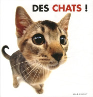 Des Chats ! (2005) De Rod Green - Tiere