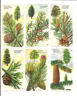 EC33 - CHROMO BOTANICA - IF TAXUS BACATA - ARELLE - PIN SYLVESTRE - SAPIN - PIN NOIR - SEQUOIA - Andere & Zonder Classificatie