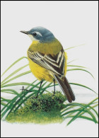 CM/MK** BLANCO - Bergeronnette Printanière/Gele Kwikstaart/Gelbe Bachstelze/Yellow Blue Headed Wagtail - BUZIN - 1985-.. Oiseaux (Buzin)