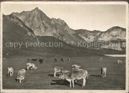 12337464 Melchsee-Frutt Rinder Melchsee-Frutt - Sonstige & Ohne Zuordnung