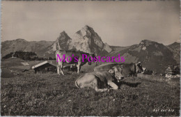 Animals Postcard - Swiss Cows, Auf Der Alps  DZ282 - Vaches