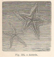 Asteria - Xilografia D'epoca - 1924 Old Engraving - Estampas & Grabados