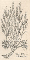 Artemisia - Xilografia D'epoca - 1924 Old Engraving - Estampas & Grabados