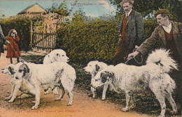 TE 14 - LES PYRENEES  - GROUPE DE CHIENS DES PYRENEES - CARTE COLORISEE - 2 SCANS - Autres & Non Classés