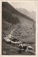 TE 15-(65) CAUTERETS -  VALLEE DE LUTOUR - TROUPEAUX VENANT DES HAUTS PATURAGES - MOUTONS - 2 SCANS - Cauterets