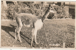 UR 22- VICUNA NATIVA DEL PEROU - VIGOGNE NATIVE DU PEROU - CARTE PHOTO - Peru