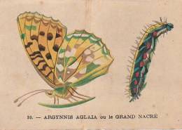 UR 24- " ARGYNNIS AGLAIA OU LE GRAND NACRE  " ( PAPILLON ET CHENILLE ) - TISANE DES CHARTREUX DE DURBON - LAB. BERTHIER  - Other & Unclassified