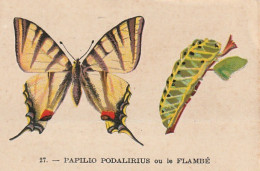 UR 24- " PAPILIO PODALIRIUS  OU LE FLAMBE " ( PAPILLON ET CHENILLE ) - PUB TISANE DES CHARTREUX DE DURBON  - Other & Unclassified