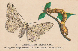 UR 24- " AMPHIDASIS BETULARIA OU PHALENE DU BOULEAU " ( PAPILLON ET CHENILLE ) - PUB TISANE DES CHARTREUX DE DURBON  - Sonstige & Ohne Zuordnung