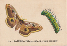 UR 24- " SATURNIA PYRI OU GRAND PAON DE NUIT " ( PAPILLON ET CHENILLE ) - PUB TISANE DES CHARTREUX DE DURBON  - Other & Unclassified