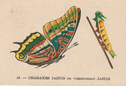 UR 24- " CHARAXES JASIUS  " ( PAPILLON ET CHENILLE ) - PUB TISANE DES CHARTREUX DE DURBON - LAB. BERTHIER , GRENOBLE  - Other & Unclassified