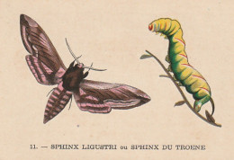 UR 24- " SPHINX LIGUSTRI OU SPHINX DU TROENE " ( PAPILLON ET CHENILLE ) - PUB TISANE DES CHARTREUX DE DURBON - - Sonstige & Ohne Zuordnung