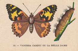 UR 24- " VANESSA CARDIU OU LA BELLE DAME " ( PAPILLON ET CHENILLE ) - PUB TISANE DES CHARTREUX DE DURBON - - Other & Unclassified