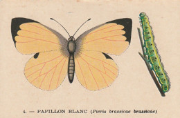 UR 24- " PAPILLON BLANC OU PIERIS BRASSICAE BRASSICAE " ( PAPILLON ET CHENILLE ) - PUB TISANE DES CHARTREUX DE DURBON  - Other & Unclassified