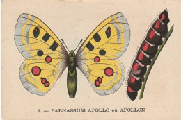 UR 24- " PARNASSIUS APOLLO OU APOLLON " ( PAPILLON ET CHENILLE ) - PUB TISANE DES CHARTREUX DE DURBON  - Sonstige & Ohne Zuordnung