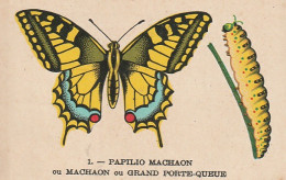 UR 24- " PAPILIO MACHAON OU GRAND PORTE QUEUE " ( PAPILLON ET CHENILLE ) - PUB TISANE DES CHARTREUX DE DURBON  - Other & Unclassified