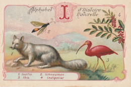 UR 25-(I) ALPHABET HISTOIRE NATURELLE - ANIMAUX : ISATIS , IBIS , ICHNEUMON - PLANTE : INDIGOTIER - PUBLICITE  PHOSCAO - Sonstige & Ohne Zuordnung