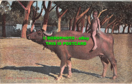 R551310 Cairo. Buffalo With Natives Boy. The Cairo Postcard Trust. Serie 582 - Welt