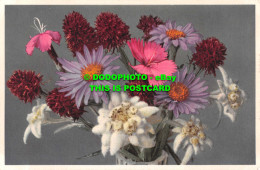 R551327 Dianthus Silvester. E. Gyger - Welt