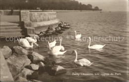 12318228 Ouchy Les Cygnes Du Port Lac Leman Ouchy - Sonstige & Ohne Zuordnung