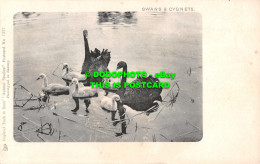 R551445 Swans And Cygnets. Tuck. Animal Series. No. 1357 - Welt