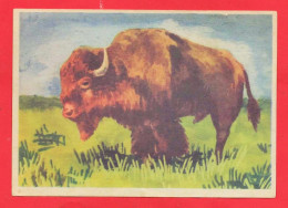 -- BISCOTTES HIRONDELLE / IMAGE N° 5   BISON D'AMERIQUE -- - Autres & Non Classés